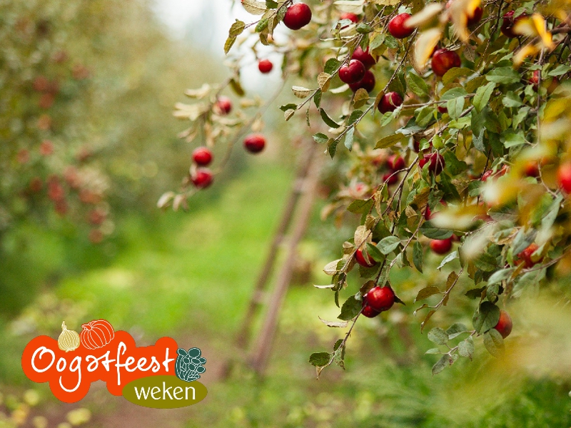 Oogstfeestweken: de 5 lekkerste herfstrecepten met Elstar appels
