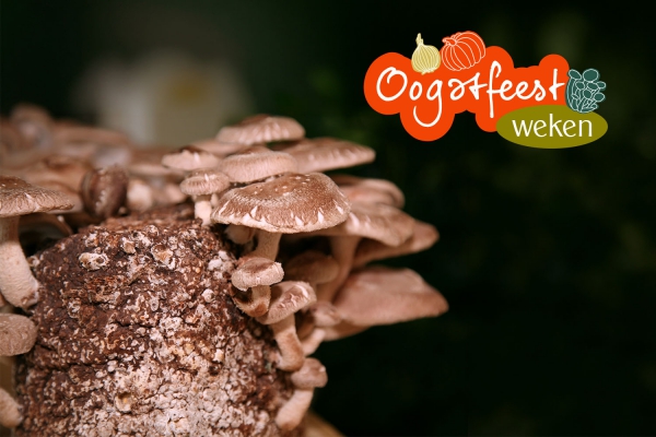 Oogstfeestweken: de 5 lekkerste herfstrecepten met paddenstoelen