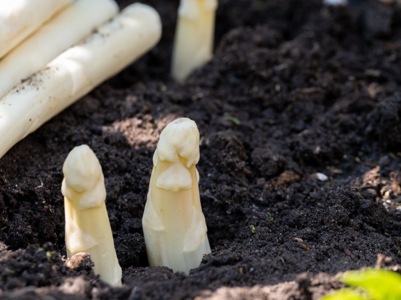 Biodynamische witte asperges van De Watertuin