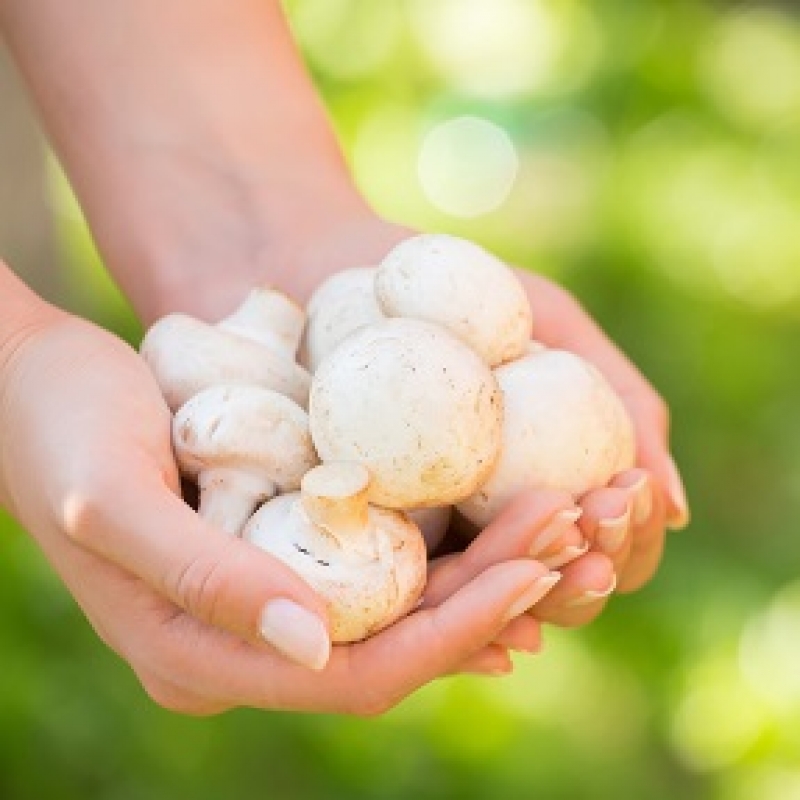 Er zijn weer veel paddenstoelen in de biologische Odin winkels