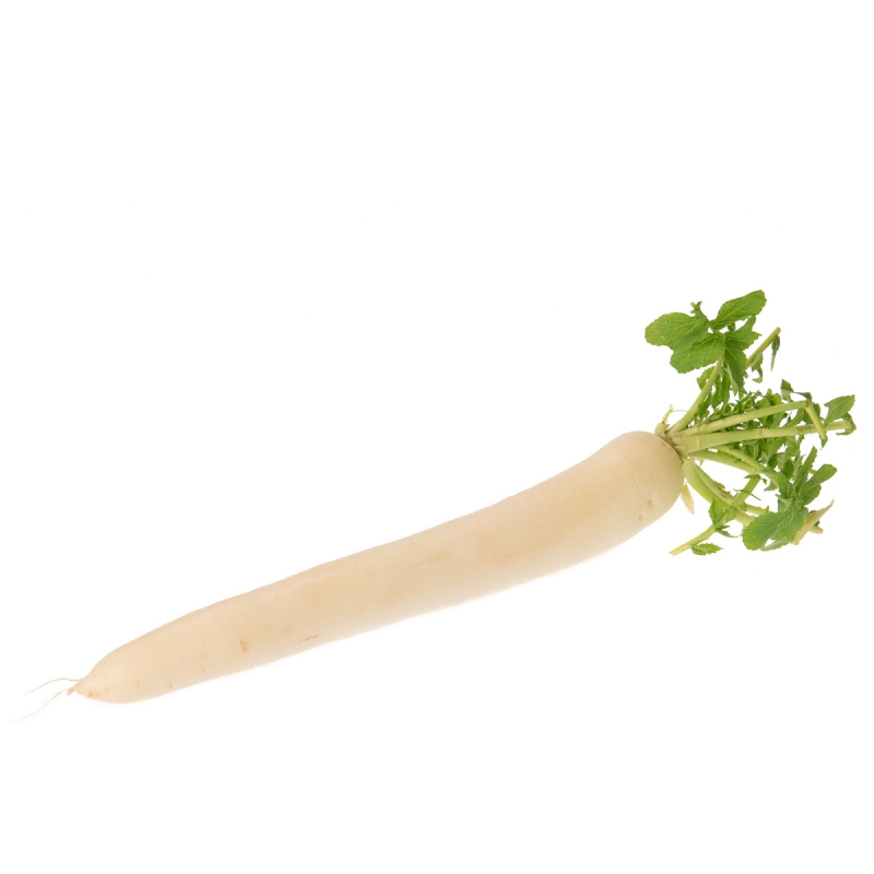 Rettich wit