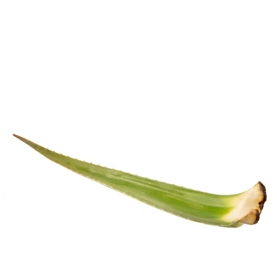 Aloe vera blad 
