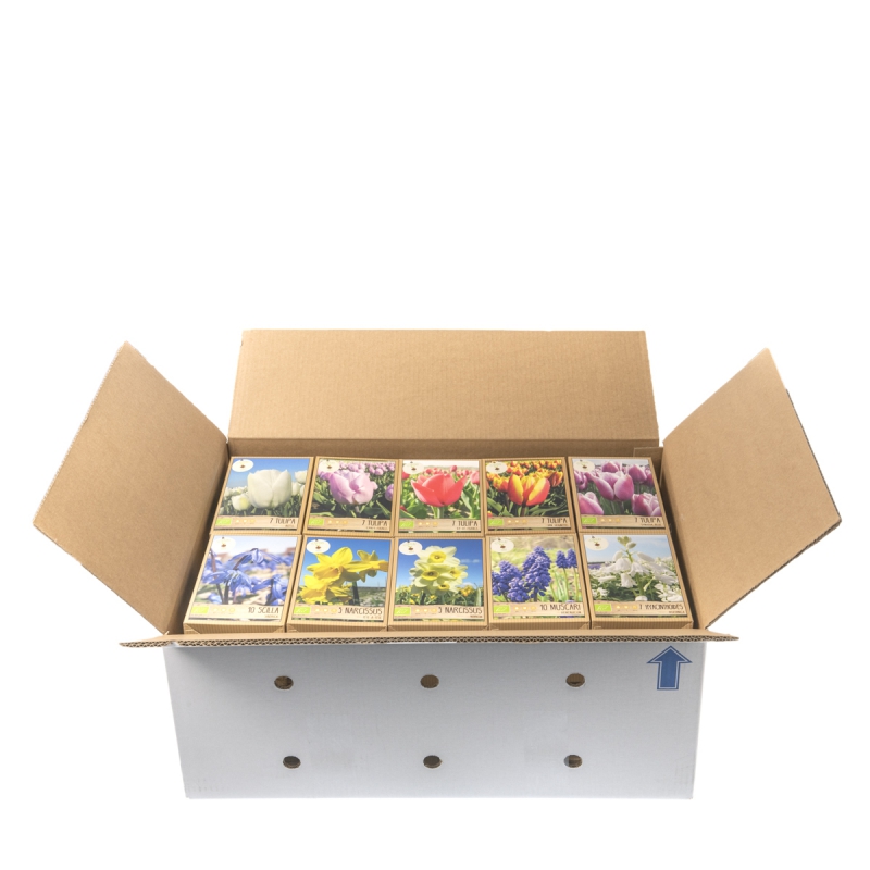 Bloembollen assortiment
