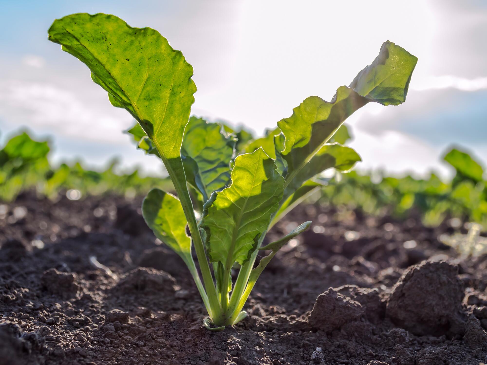 Foodcoop met idealen