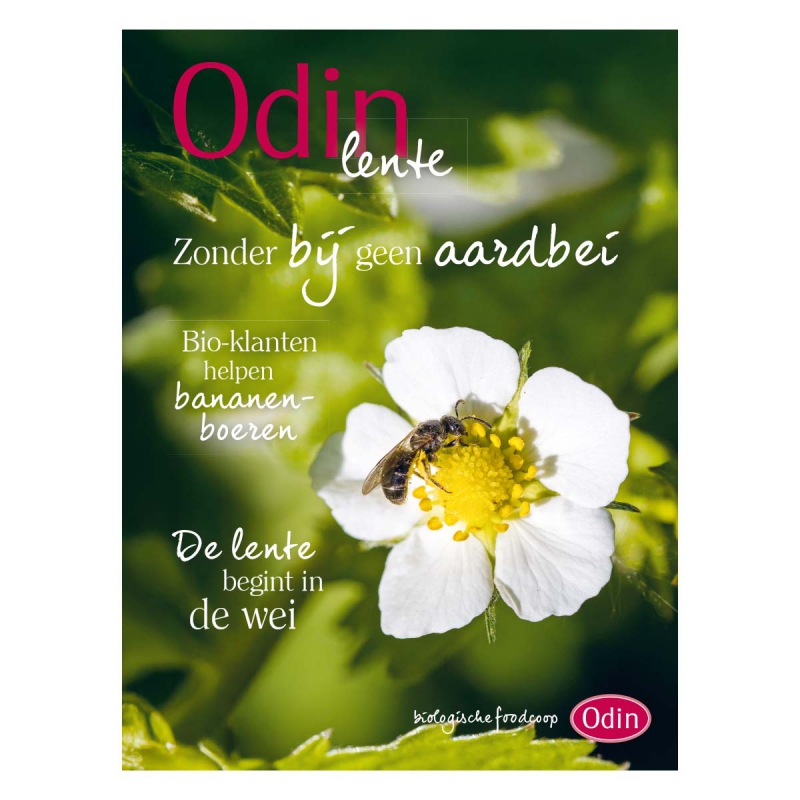 Odin lente magazine