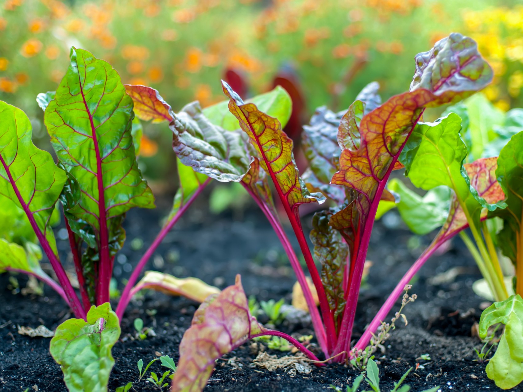 Biodynamische groenselderij rode biet