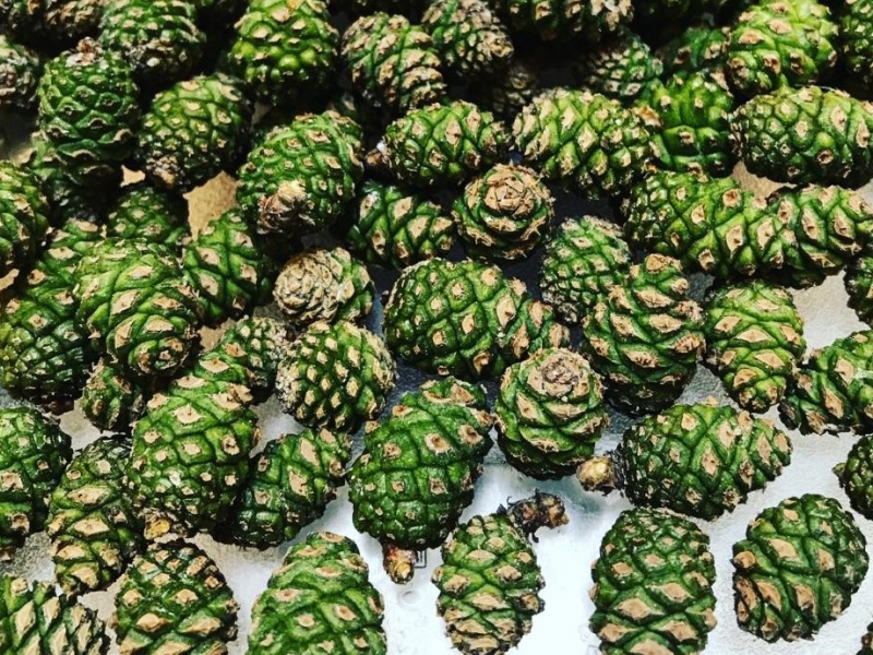 wildplukken dennenappels