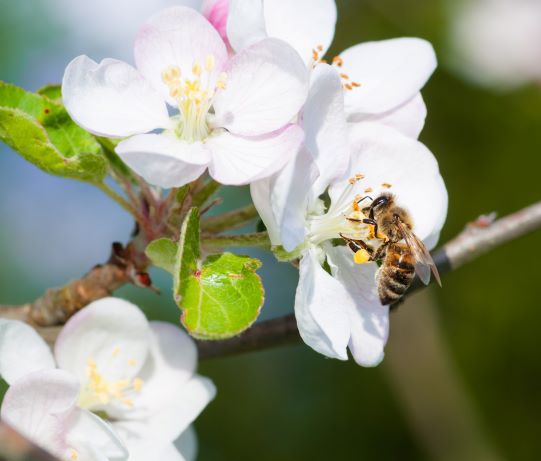 Odin honigbijen verdringen geen andere insecten