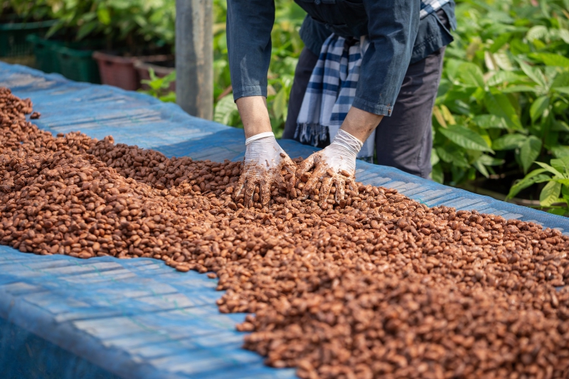 Wist je dat je koffie en cacao gefermenteerd worden?
