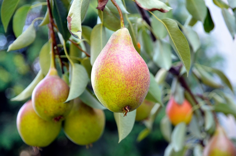 Vijf soorten peren op een rij