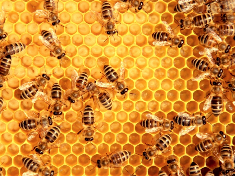 Bijenfeitjes